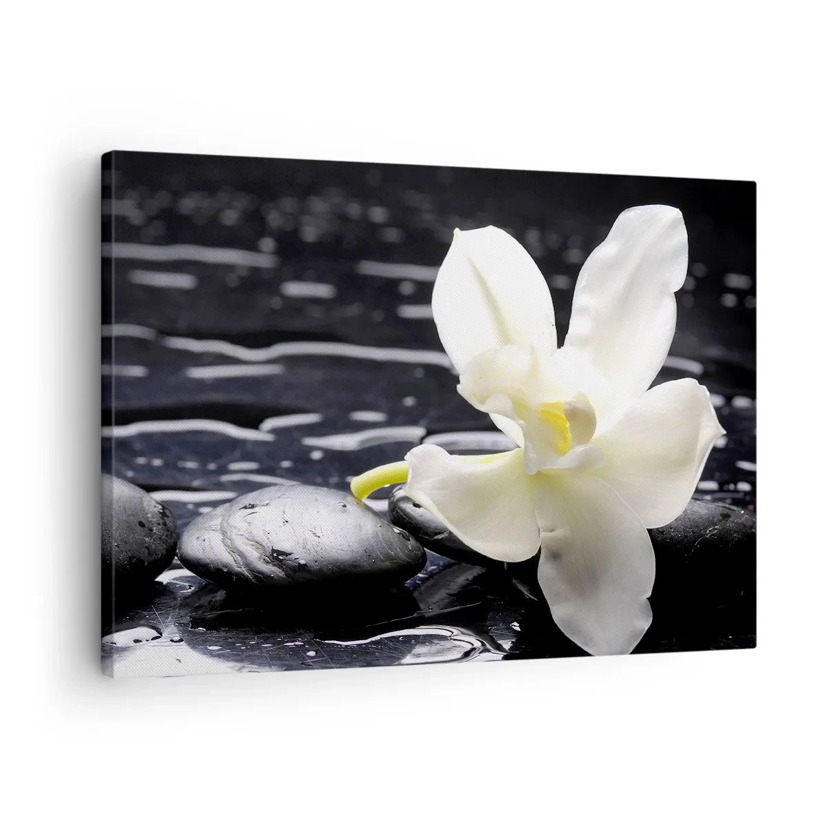 Obraz na płótnie - Biała orchidea na tle czarnych kamieni i wody - 70x50cm - Studium w czerni i bieli - Nowoczesna dekoracja ścienna do salonu i sypialni ARTTOR
