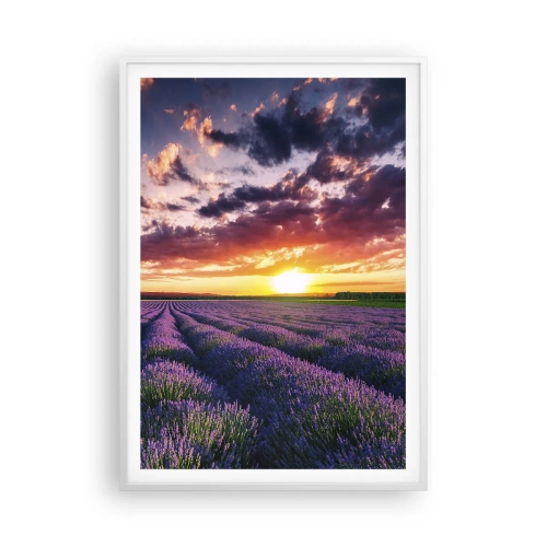 Plakat w białej ramie - Lawendowy świat - 70x100 cm