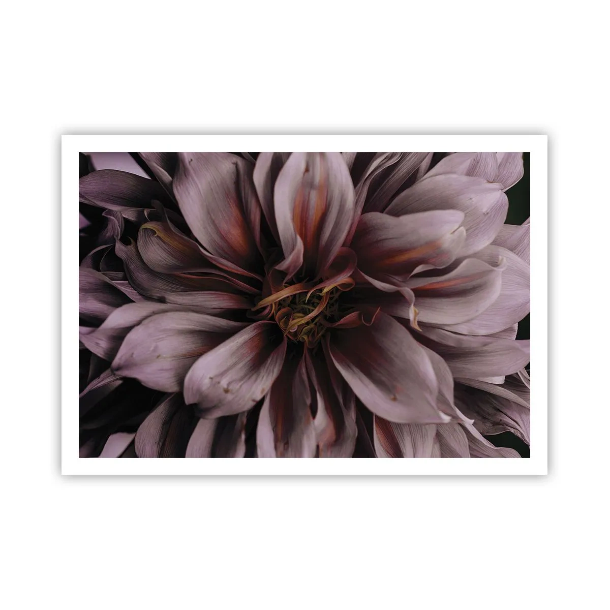 Plakat - Zbliżenie na detal dużego kwiatu w subtelnych barwach - 100x70cm - Kwietne serce - Nowoczesna dekoracja ścienna do salonu i sypialni ARTTOR