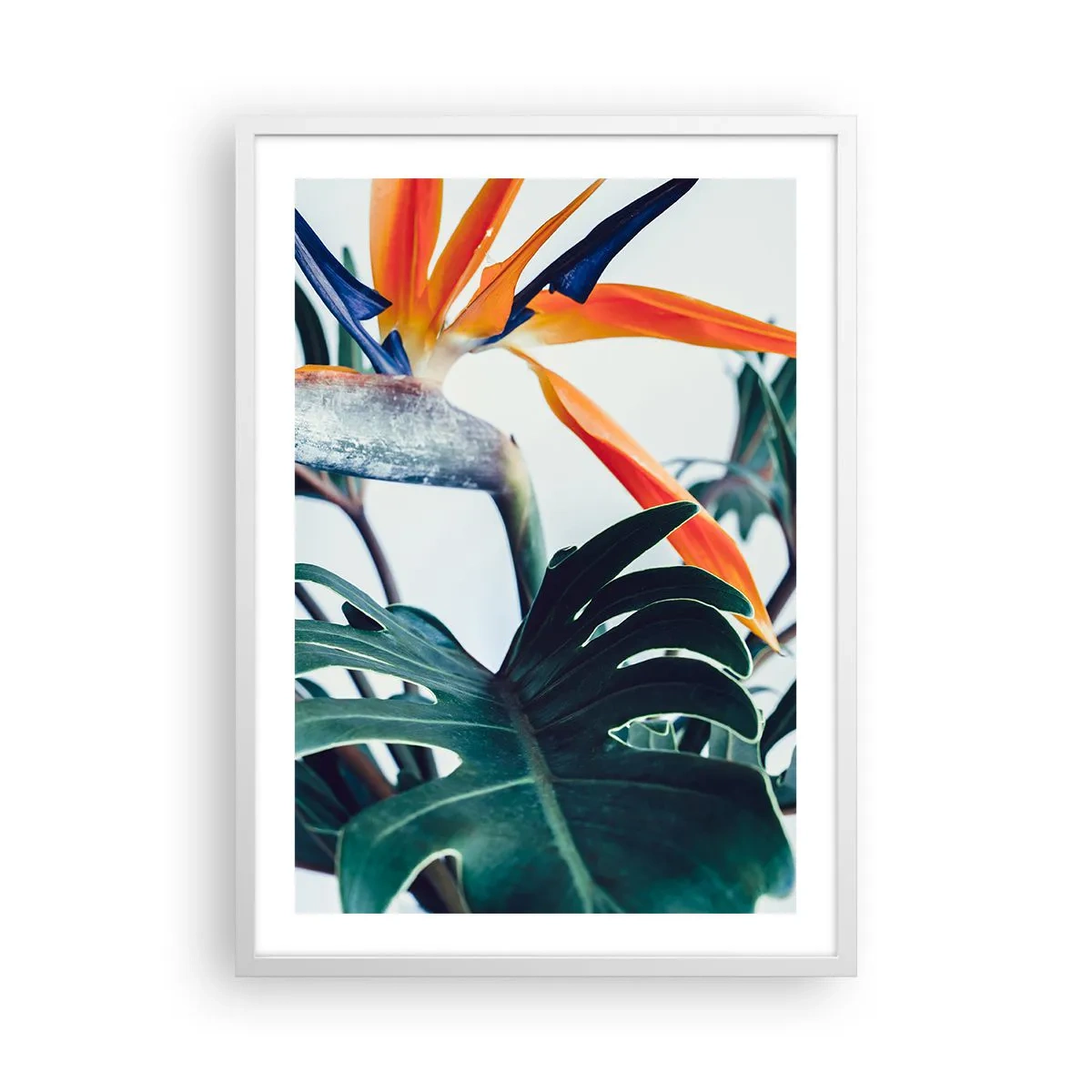 Plakat w białej ramie - Ptakokrzak - 50x70 cm