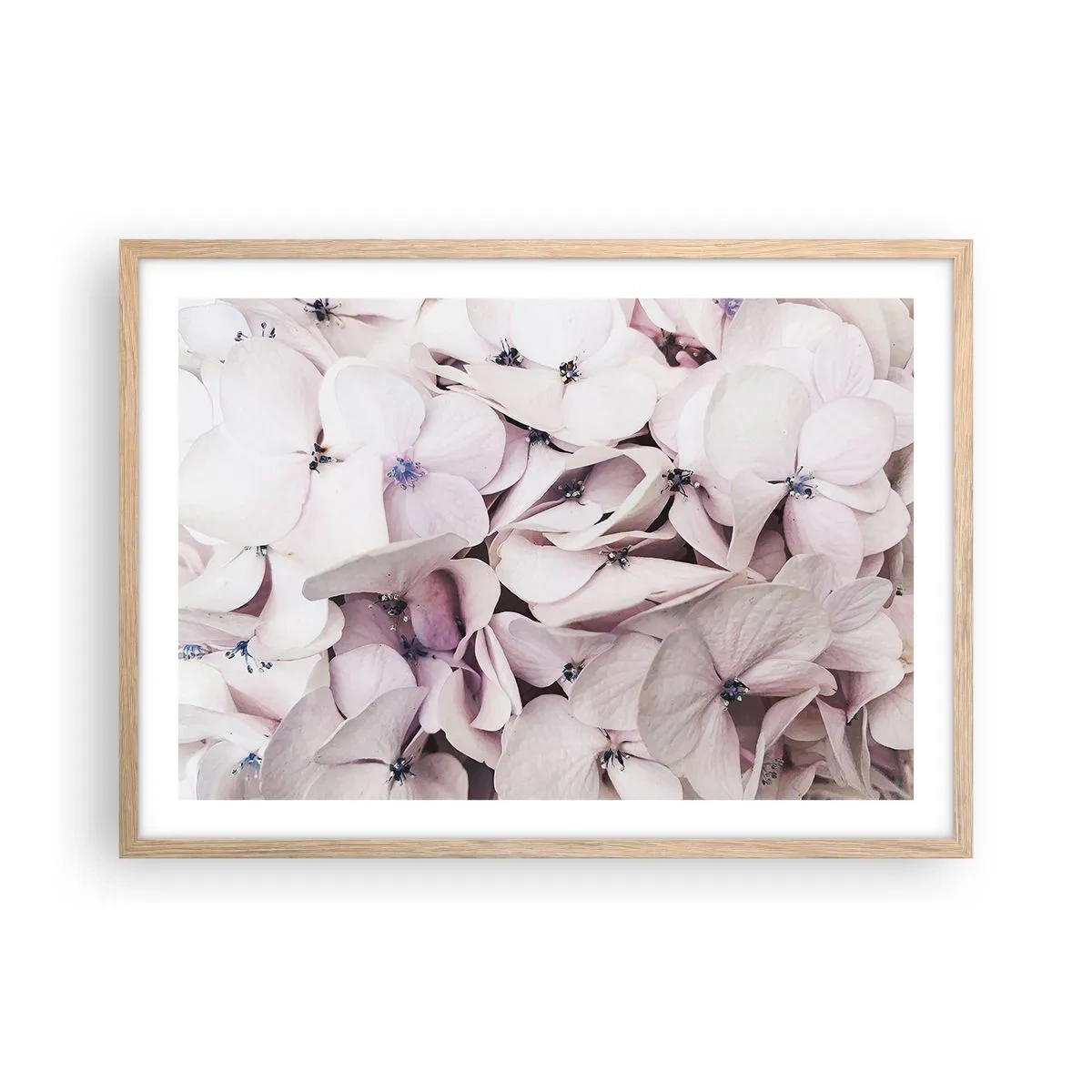 Plakat w ramie jasny dąb - W powodzi kwiatów - 70x50 cm