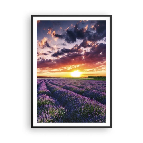 Plakat w czarnej ramie - Lawendowy świat - 70x100 cm