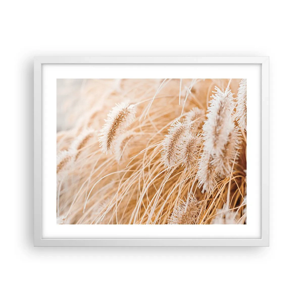 Plakat w białej ramie - Złoty szelest traw - 50x40 cm