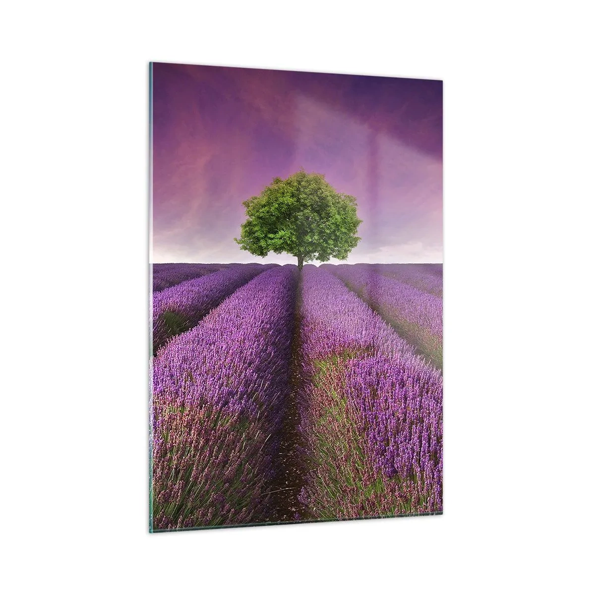 Obraz na szkle - Pole lawendy z samotnym drzewem na tle nieba - 50x70cm - Na lawendowych polach - Nowoczesna dekoracja ścienna do salonu, kuchni i sypialni ARTTOR