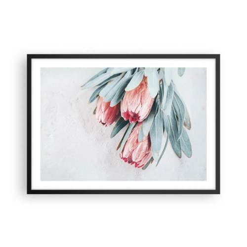 Plakat w czarnej ramie - Subtelne różowe kwiaty protei na jasnym tle - 70x50cm - Zawstydzone własną urodą - Nowoczesna dekoracja ścienna do salonu i sypialni ARTTOR