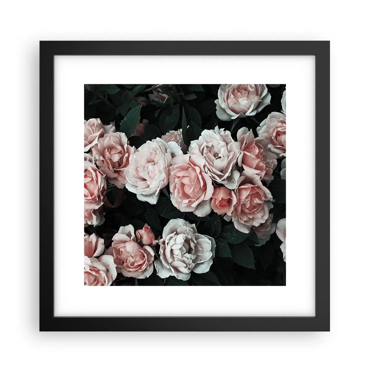 Plakat w czarnej ramie - Różany ansamble - 30x30 cm