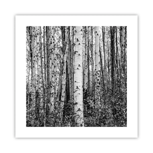 Plakat - Brzozowa kolumnada - 40x40 cm