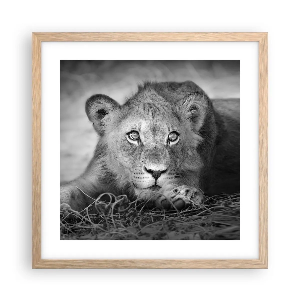 Plakat w ramie jasny dąb - Królewskie szczenię - 40x40 cm