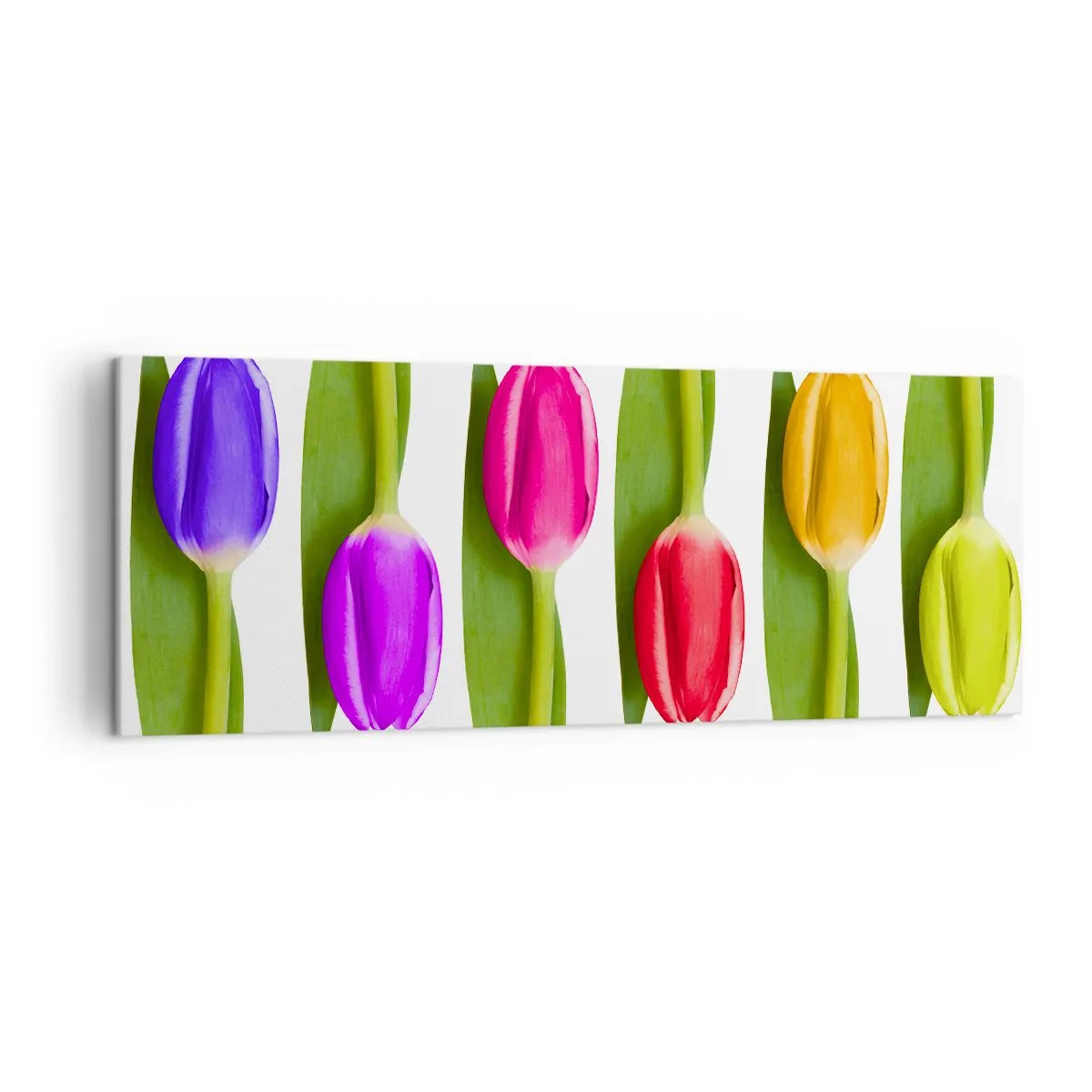 Obraz na płótnie - Różnokolorowe tulipany ułożone w rzędzie na białym tle - 140x50cm - Tęczowa kompozycja - Nowoczesna dekoracja ścienna do salonu i sypialni ARTTOR
