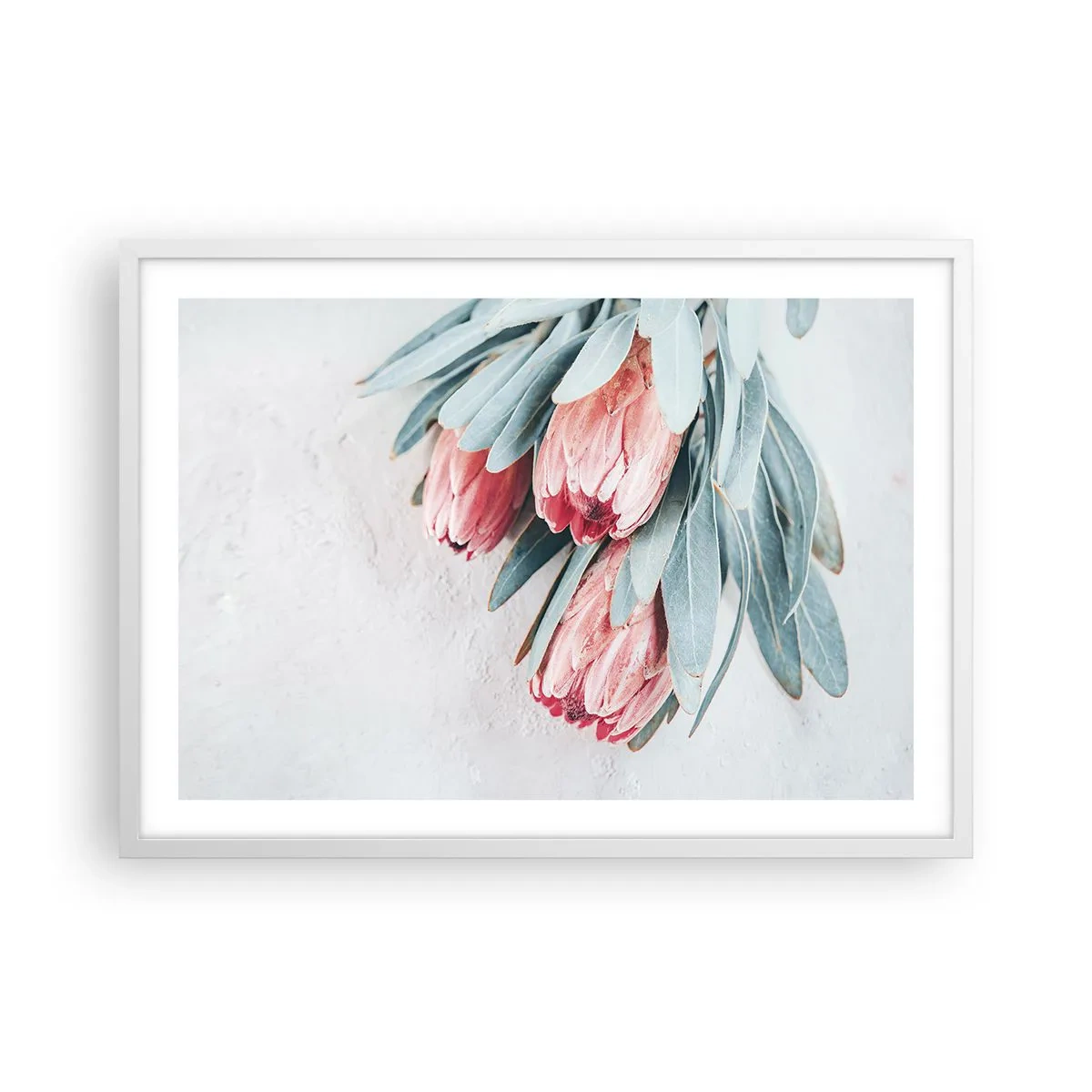 Plakat w białej ramie - Zawstydzone własną urodą - 70x50 cm