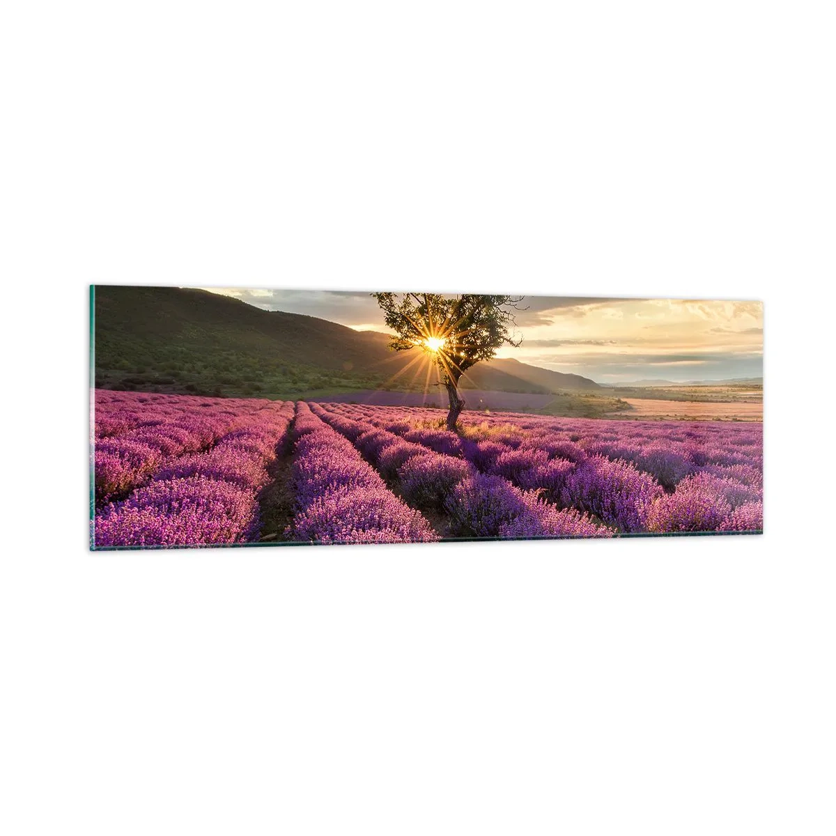 Obraz na szkle - Aromat w kolorze lila - 90x30 cm