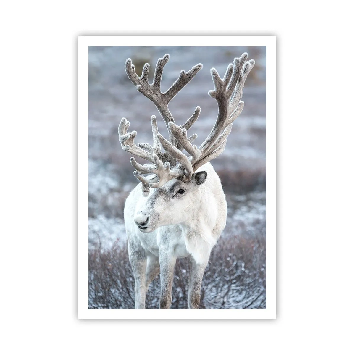 Plakat - Portret w słońcu - 70x100 cm