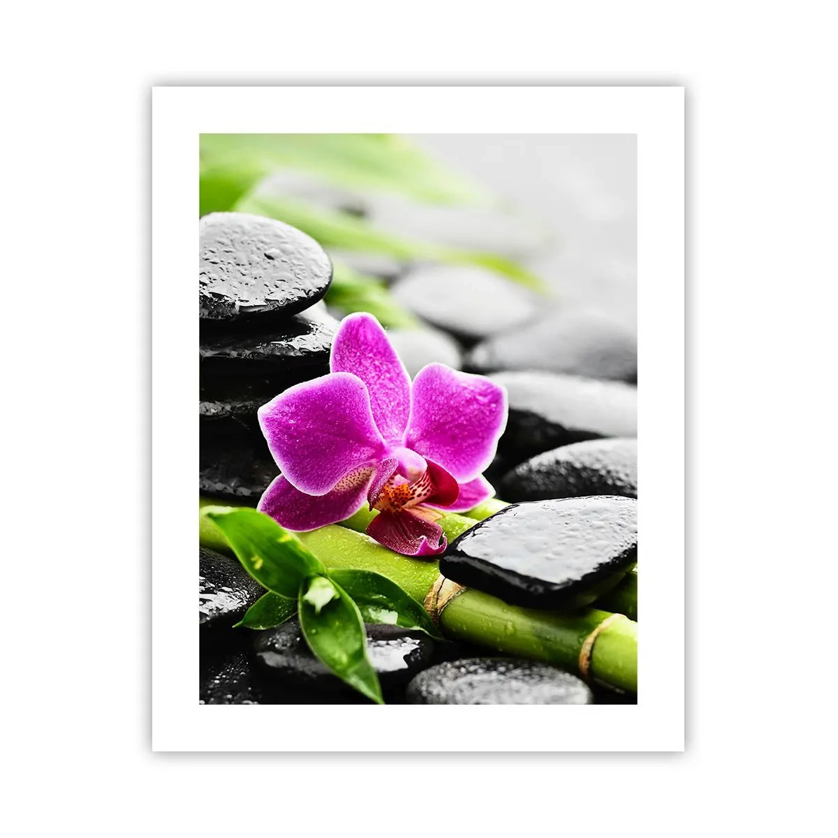 Plakat - W spokojnej równowadze - 40x50 cm