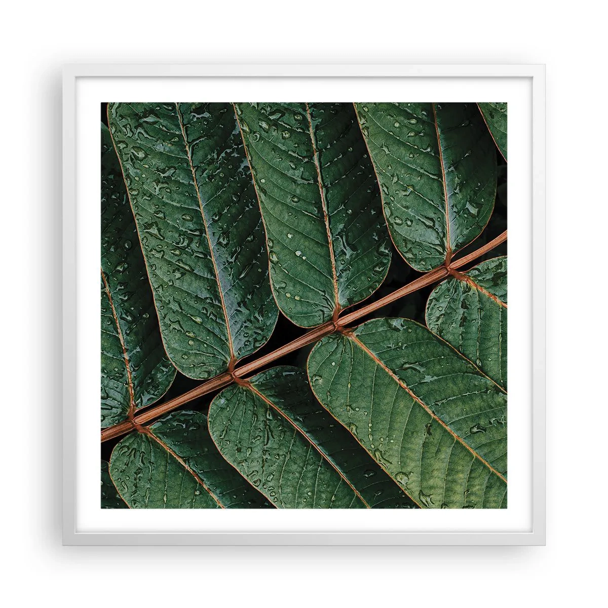 Plakat w białej ramie - W zielonym rytmie - 60x60 cm
