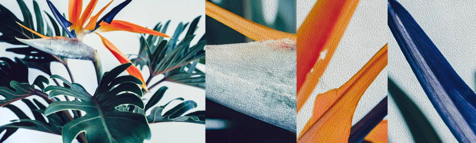 Fototapeta Próbka Premium Sand - Ptakokrzak - Rośliny, Boho, Egzotyczny - 100x30 cm