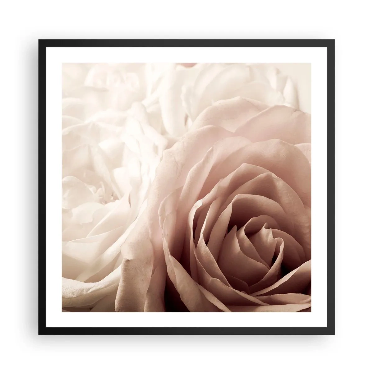 Plakat w czarnej ramie - W sercu róży - 60x60 cm