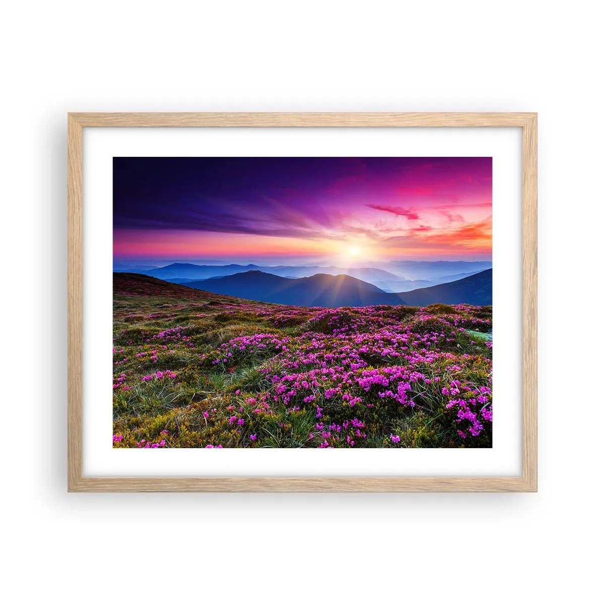 Plakat w ramie jasny dąb - Ziół zapachniały świeże pęki od niw - 50x40 cm