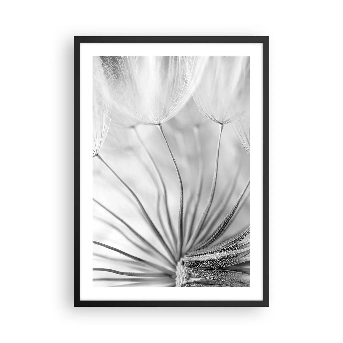 Plakat w czarnej ramie - Czarno-biała fotografia makro dmuchawca z subtelnymi detalami - 50x70cm - Dmuchawce, latawce - Nowoczesna dekoracja ścienna do salonu i sypialni ARTTOR