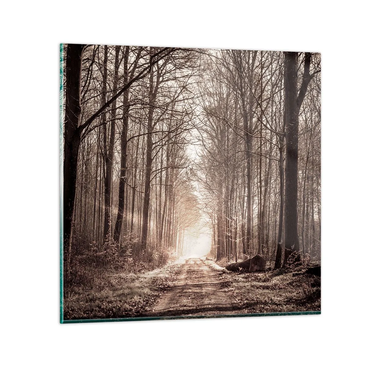 Obraz na szkle - Leśna katedra - 60x60 cm