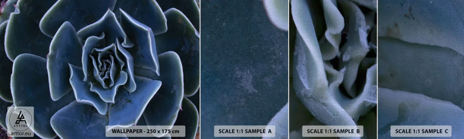 Fototapeta Próbka Premium Canvas - Kwiat pustyni - Kwiat Agawy, Kwiat, Natura - 100x30 cm