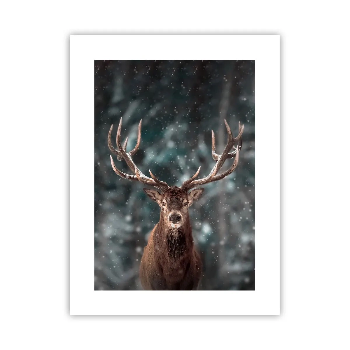 Plakat - Król lasu ukoronowany - 30x40 cm