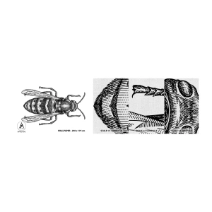 Fototapeta Próbka Premium Canvas - Z owadziej planety - Osa, Owad, Minimalistyczny - 100x30 cm