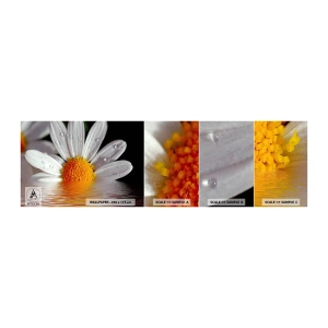 Fototapeta Próbka Samoprzylepna Deluxe Sticker - Wschodzące słońce margaretki - Kwiat, Rumianek, Natura - 100x30 cm