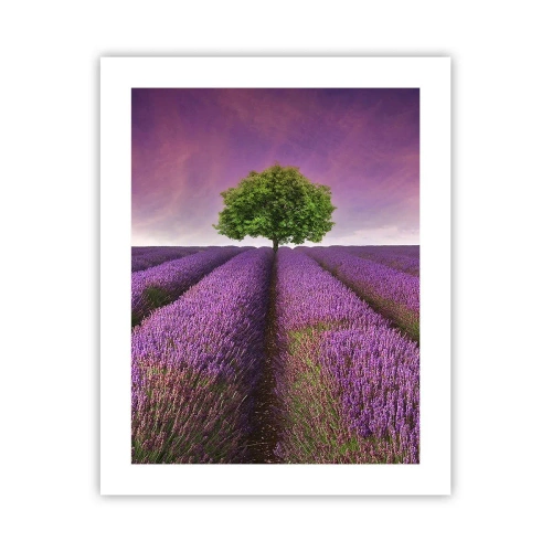 Plakat - Na lawendowych polach - 40x50 cm