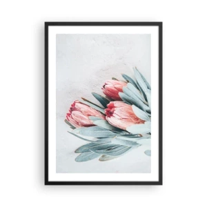 Plakat w czarnej ramie - Subtelna kompozycja kwiatów protea na jasnym tle - 50x70cm - Zawstydzone własną urodą - Nowoczesna dekoracja ścienna do salonu i sypialni ARTTOR