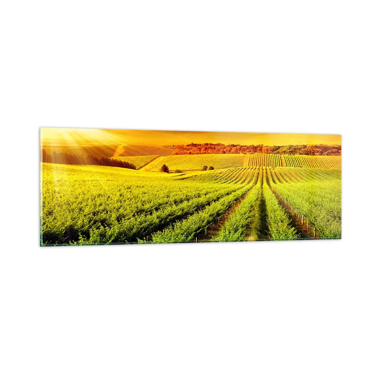Obraz na szkle - Pod australijskim słońcem - 90x30 cm