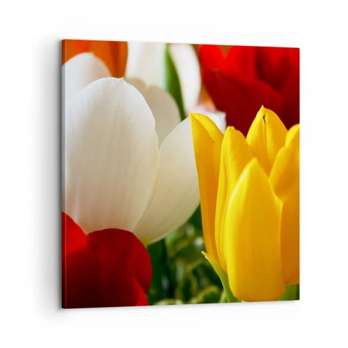 Obraz na płótnie - Tulipanowa gorączka - 60x60 cm