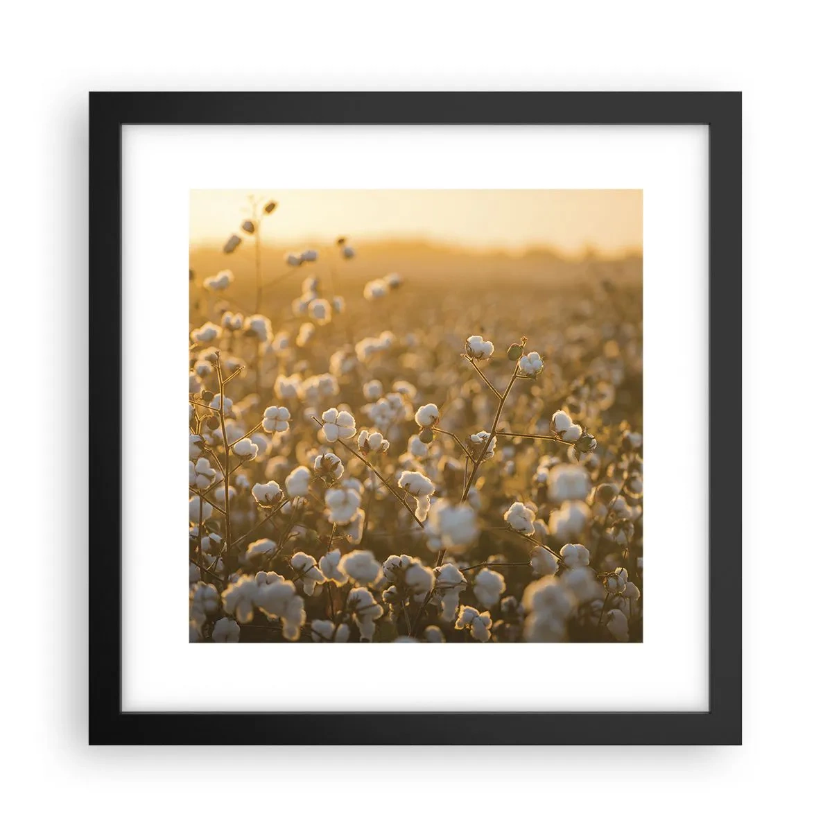 Plakat w czarnej ramie - Puszyste pole - 30x30 cm