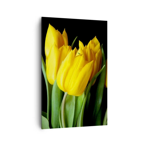 Obraz na płótnie - Bukiet żółtych tulipanów na czarnym tle - 80x120cm - Powstały z czystego słońca - Nowoczesna dekoracja ścienna do salonu i sypialni ARTTOR