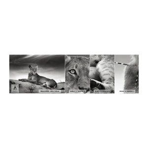 Fototapeta Próbka Samoprzylepna Deluxe Sticker - Odpoczynek królowej pustyni - Zwierzęta, Lew, Pustynia - 100x30 cm