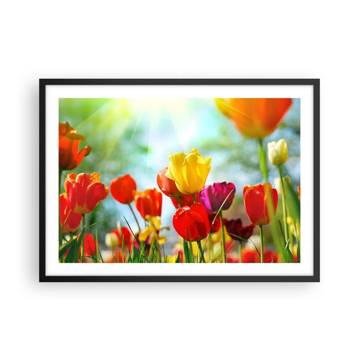 Plakat w czarnej ramie - Kolorowe tulipany w promieniach słońca - 70x50cm - Wszystkie barwy słońca - Nowoczesna dekoracja ścienna do salonu i sypialni ARTTOR