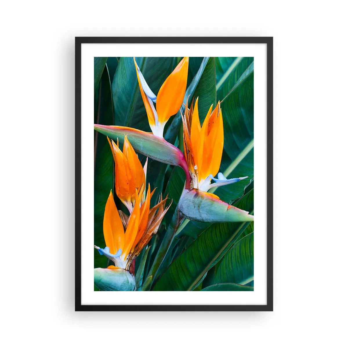 Plakat w czarnej ramie - Kwiaty strelicji otoczone zielonymi liśćmi - 50x70cm - Czy to kwiat, czy to ptak? - Nowoczesna dekoracja ścienna do salonu i sypialni ARTTOR