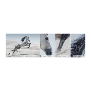 Fototapeta Próbka Standard Eco - Arabski książę - Zwierzęta, Koń, Koń W Galopie - 100x30 cm