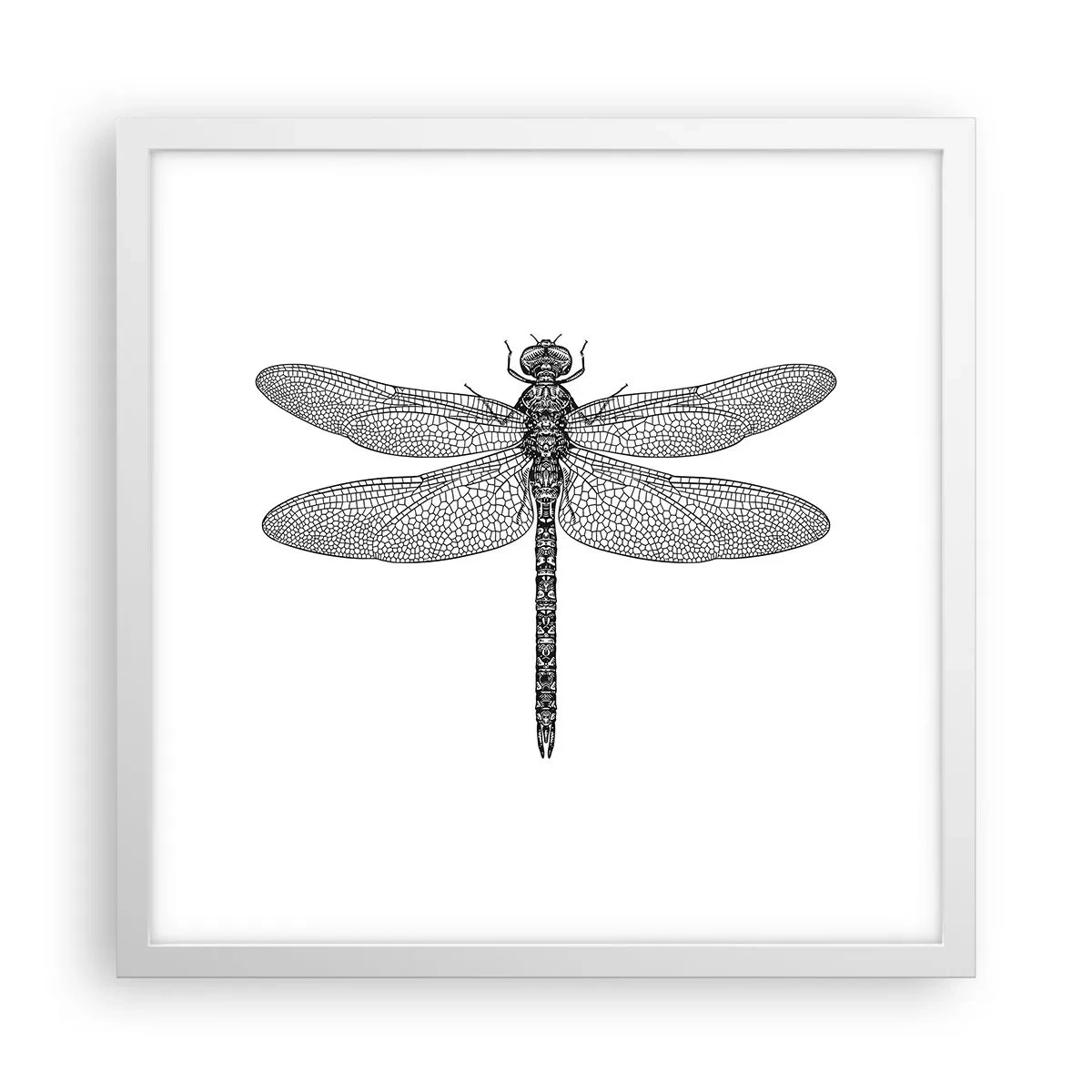 Plakat w białej ramie - Precyzja natury - 40x40 cm