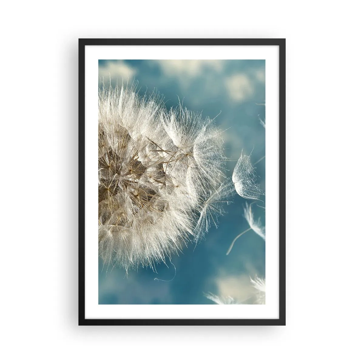 Plakat w czarnej ramie - Delikatne nasiona dmuchawca na błękitnym tle - 50x70cm - Oddech anioła - Nowoczesna dekoracja ścienna do salonu i sypialni ARTTOR
