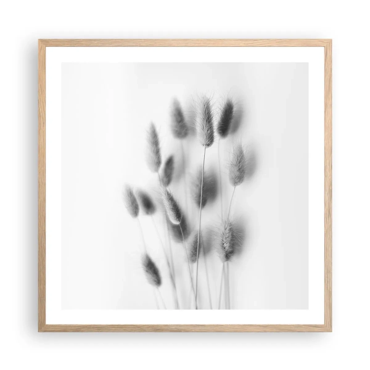 Plakat w ramie jasny dąb - Jej puszystość trawa - 60x60 cm