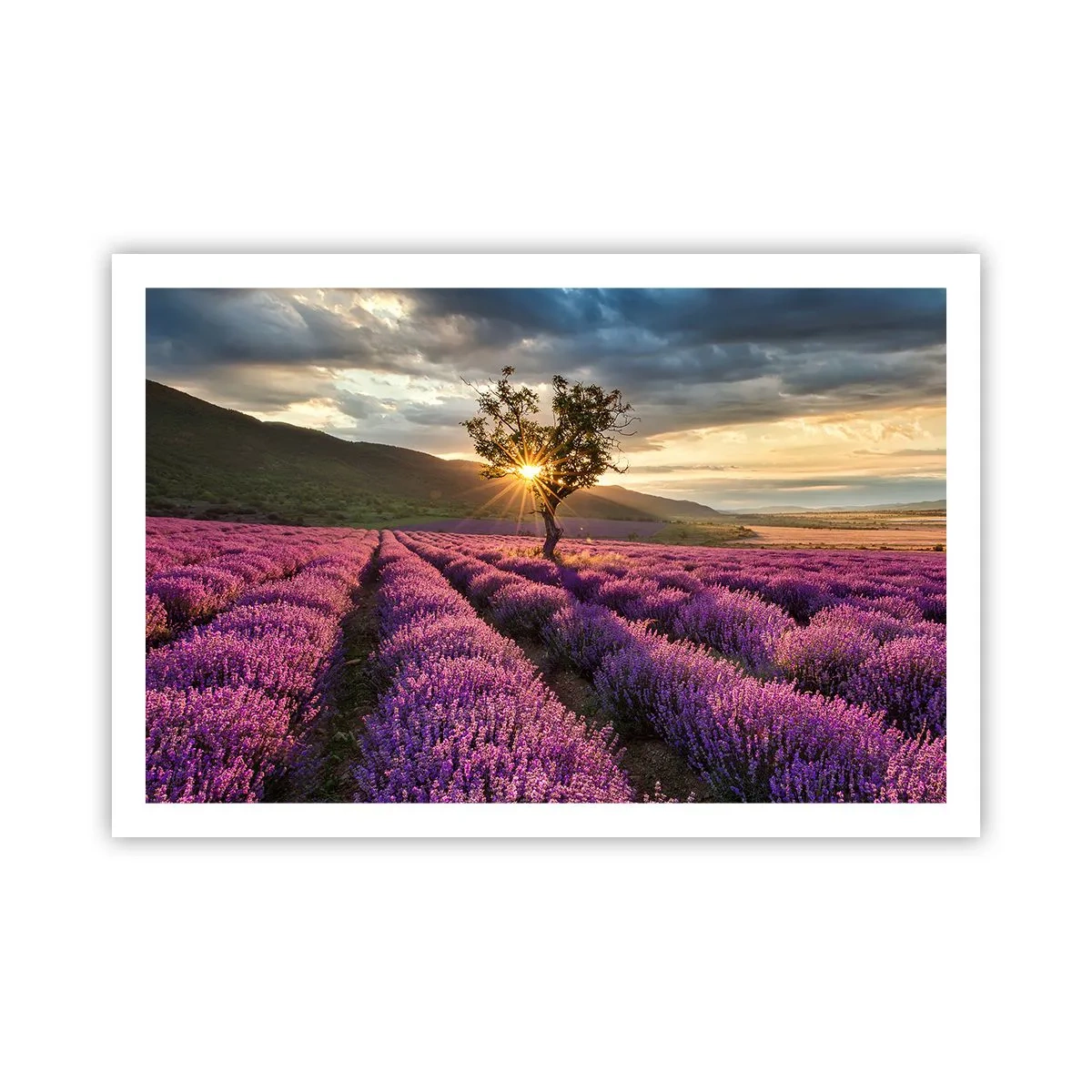 Plakat - Aromat w kolorze lila - 91x61 cm