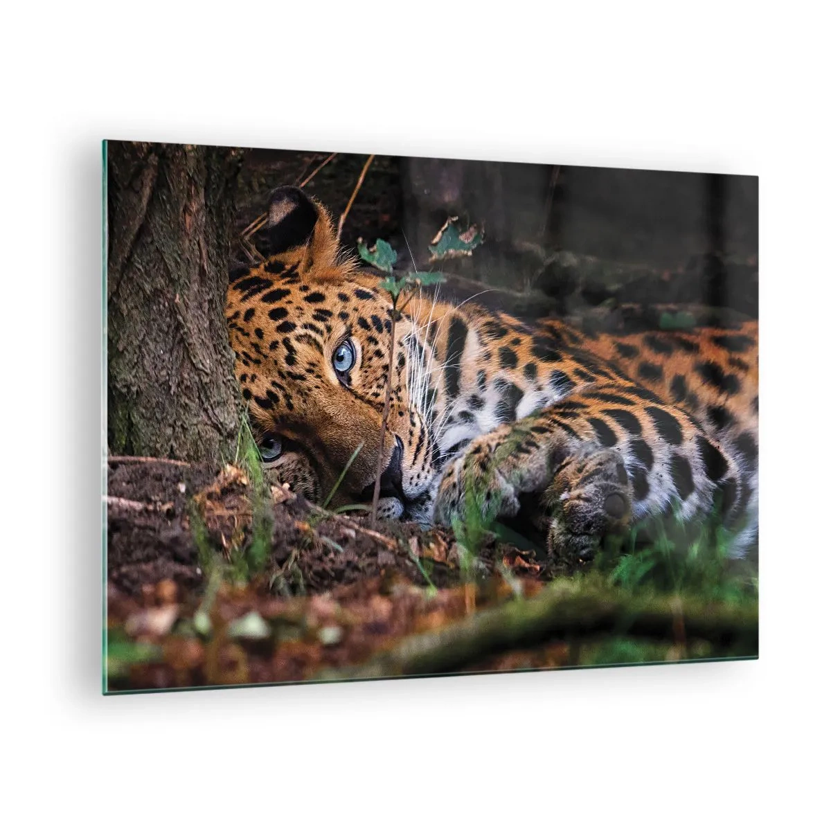 Obraz na szkle - Jaguar leżący na ziemi, patrzący spokojnie w obiektyw - 70x50cm - Zaufaj mi - Nowoczesna dekoracja ścienna do salonu i sypialni ARTTOR