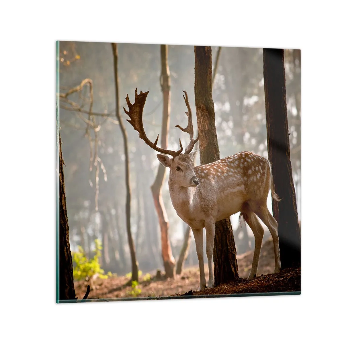 Obraz na szkle - Światło młodości - 40x40 cm