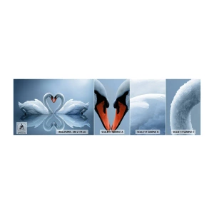 Fototapeta Próbka Samoprzylepna Deluxe Sticker - Czas na miłość - Łabędzie, Miłość, Serce - 100x30 cm