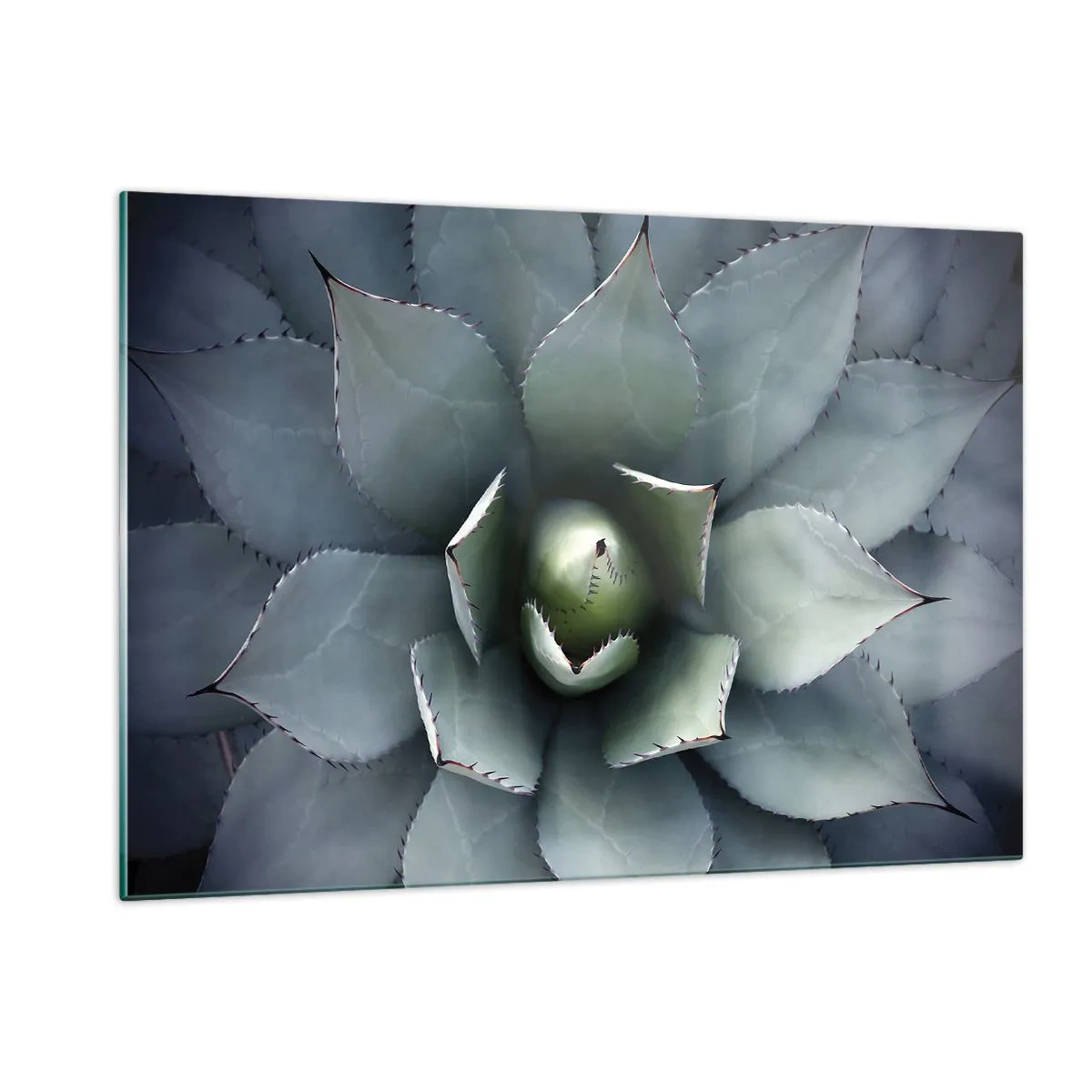 Obraz na szkle - Zbliżenie symetrycznych liści agawy o stalowej barwie - 120x80cm - Wabi i przestrzega - Nowoczesna dekoracja ścienna do salonu, kuchni i sypialni ARTTOR