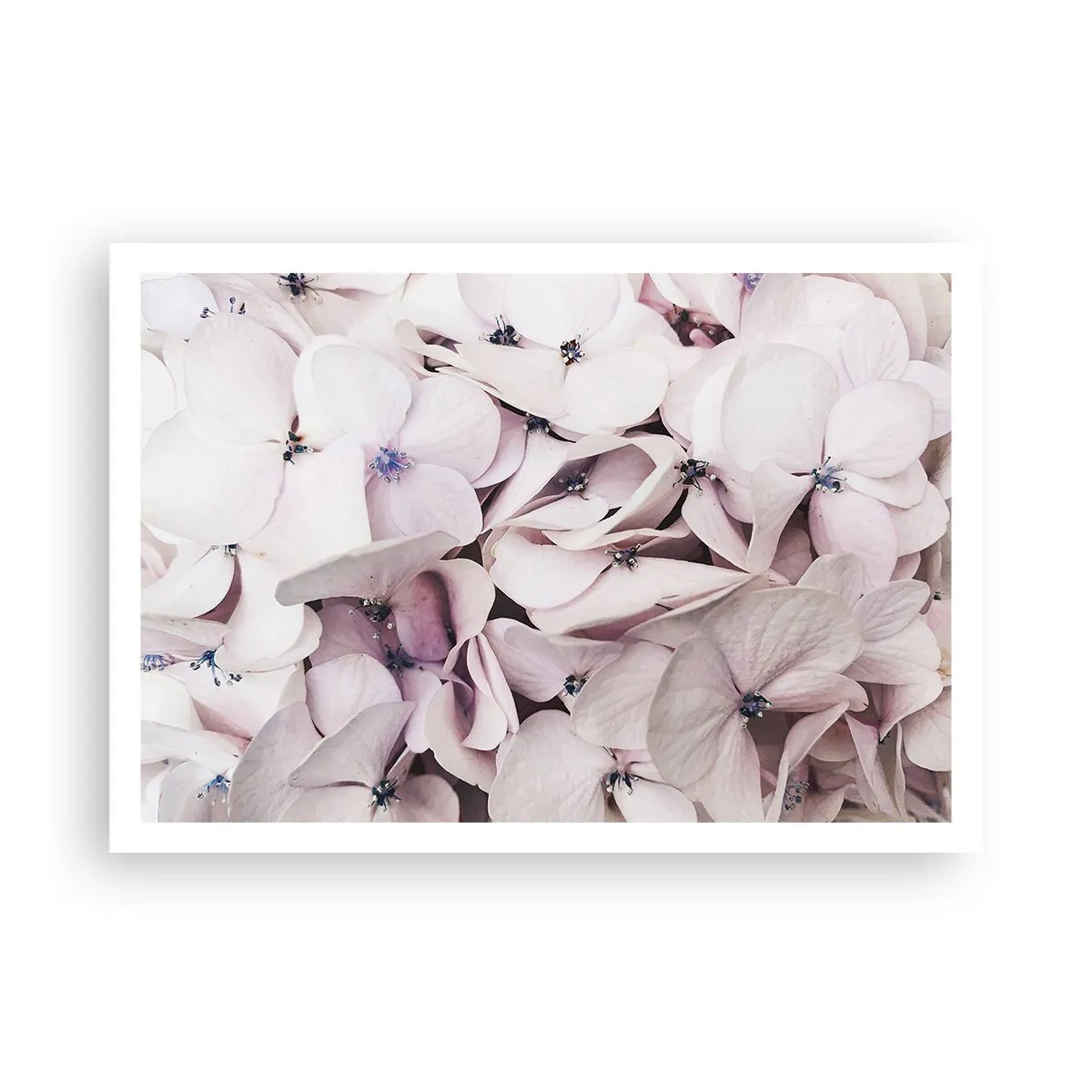 Plakat - Delikatne białe hortensje w pastelowej tonacji - 100x70cm - W powodzi kwiatów - Nowoczesna dekoracja ścienna do salonu i sypialni ARTTOR