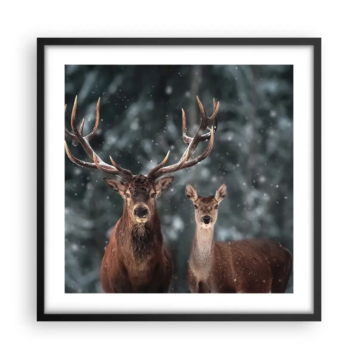 Plakat w czarnej ramie - Pan lasu z małżonką - 50x50 cm