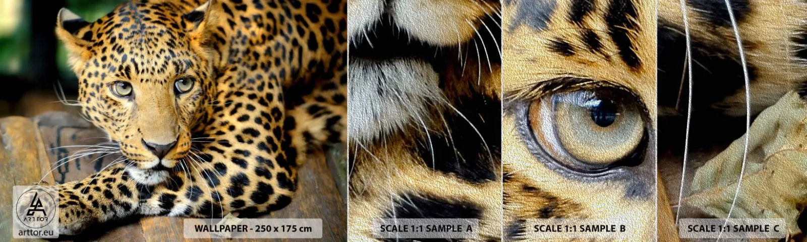 Fototapeta Próbka Premium Sand - Nie bój się, podejdź - Zwierzęta, Pantera, Dziki Kot - 100x30 cm