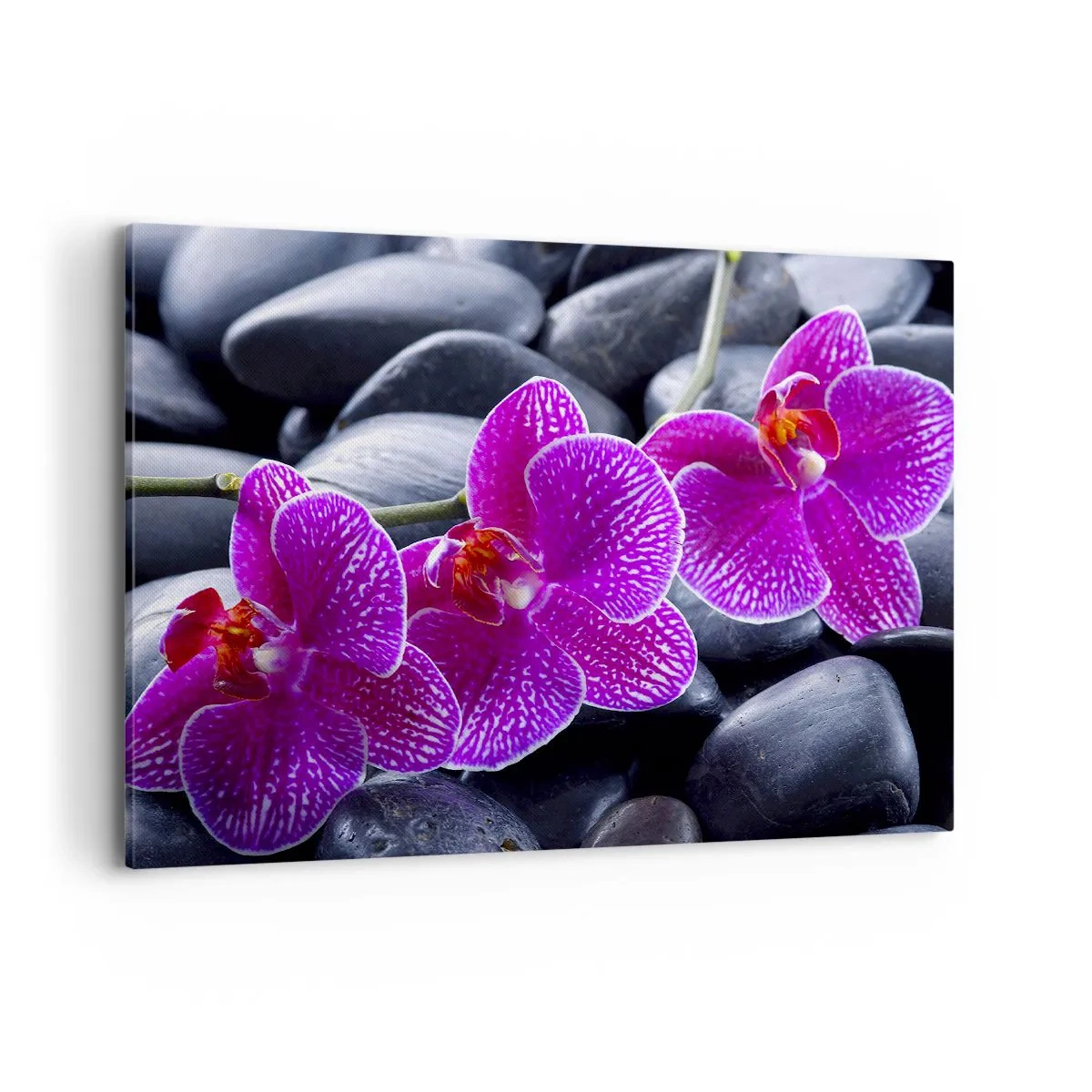 Obraz na płótnie - Fioletowe orchidee na tle czarnych kamieni - 100x70cm - Kamienie pojaśniały z zachwytu - Nowoczesna dekoracja ścienna do salonu, kuchni i sypialni ARTTOR