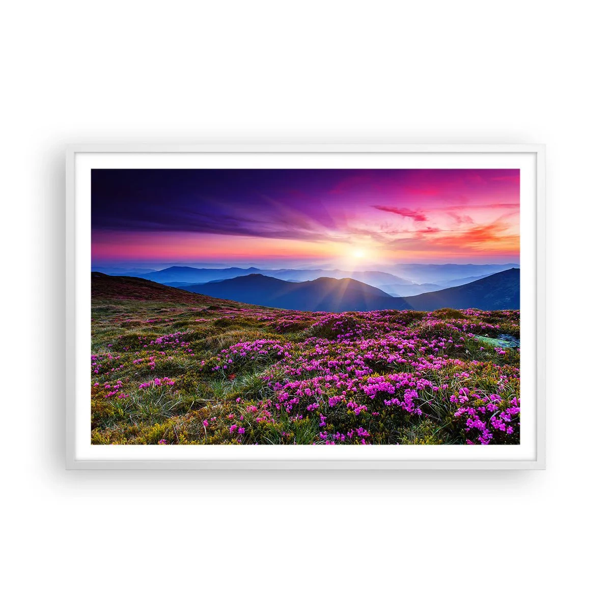 Plakat w białej ramie - Ziół zapachniały świeże pęki od niw - 91x61 cm